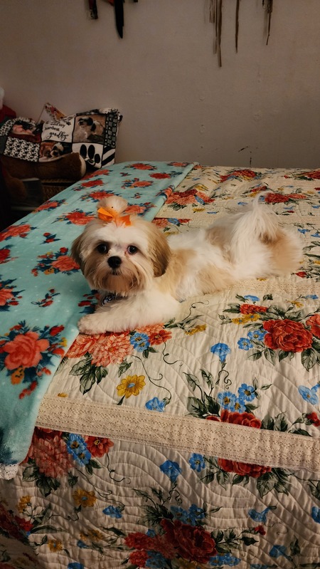 Entry image for Lilly. Clicking this image will show a larger photo