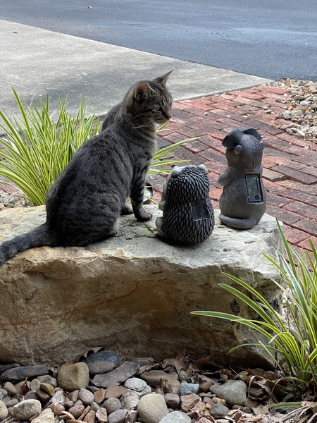 Entry image for Turbo. Clicking this image will show a larger photo