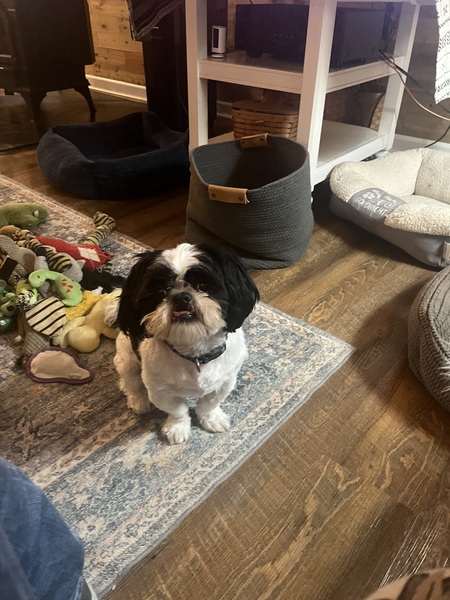 Entry image for Elvie. Clicking this image will show a larger photo