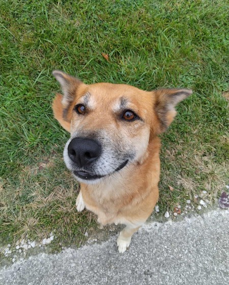 Entry image for Fox . Clicking this image will show a larger photo