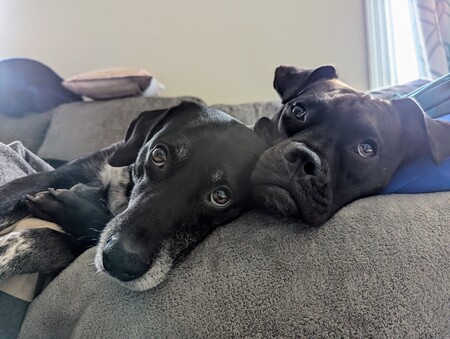 Entry image for Luna and Kyle. Clicking this image will show a larger photo