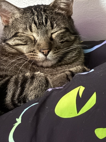 Entry image for Ozzy Osborne. Clicking this image will show a larger photo