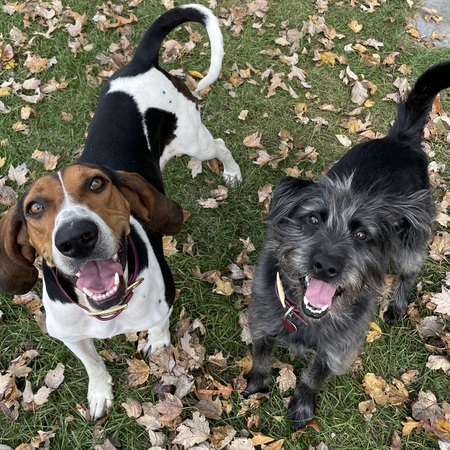 Entry image for Winnie and Dewey. Clicking this image will show a larger photo