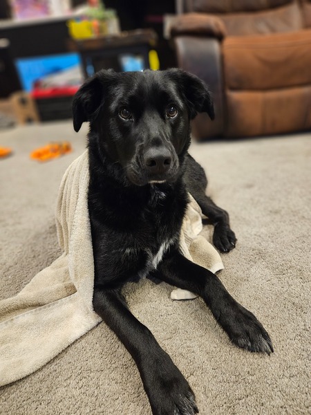 Entry image for Sampson. Clicking this image will show a larger photo