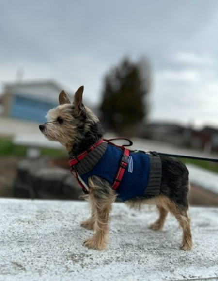 Entry image for Marley (Aka Molly). Clicking this image will show a larger photo