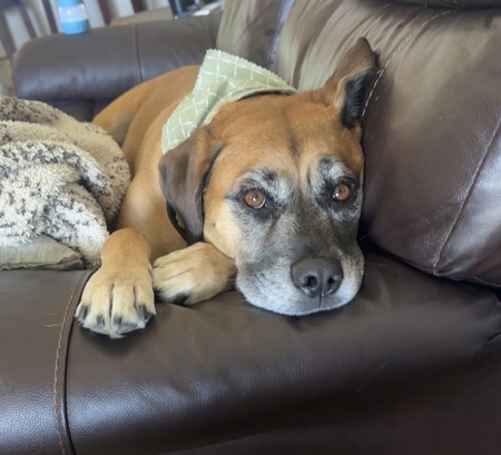 Entry image for Pixie. Clicking this image will show a larger photo