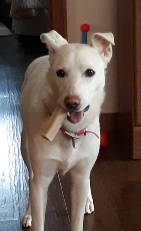 Entry image for Daisy Mae. Clicking this image will show a larger photo