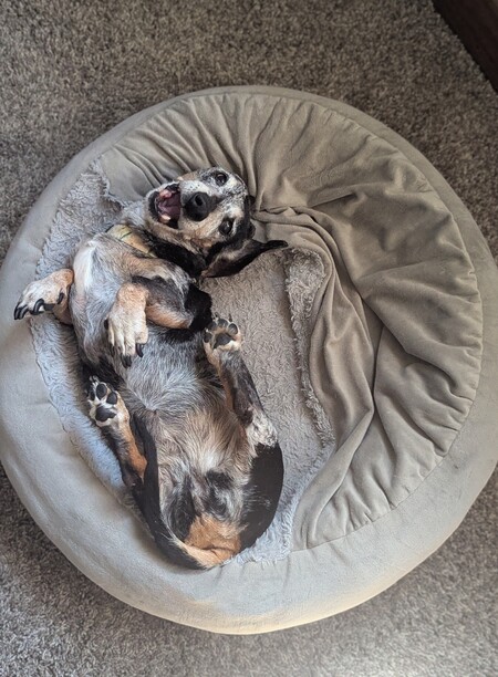 Entry image for Daisy. Clicking this image will show a larger photo