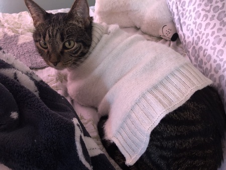 Entry image for Sugar Jo. Clicking this image will show a larger photo