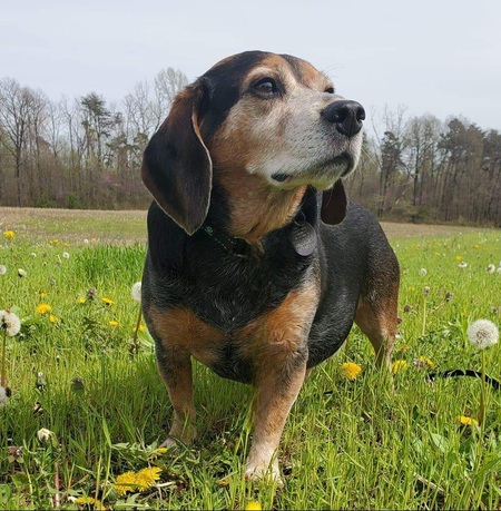 Entry image for Valor. Clicking this image will show a larger photo