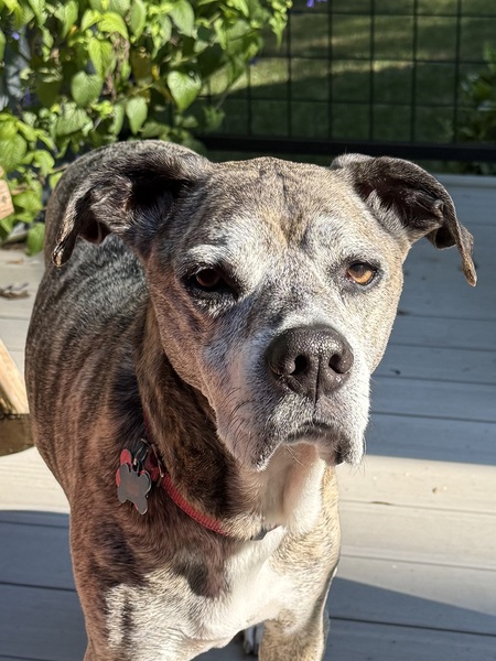 Entry image for Rio . Clicking this image will show a larger photo