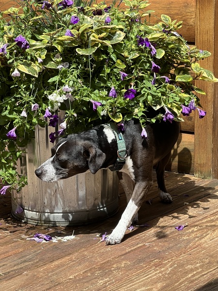 Entry image for Sydney. Clicking this image will show a larger photo