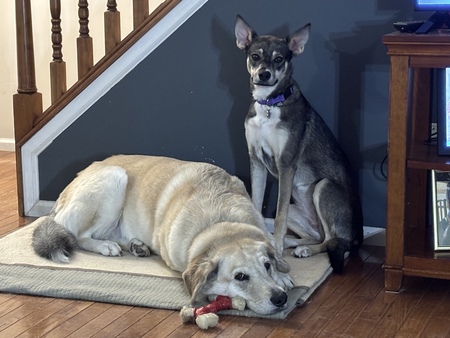 Entry image for Jasper and Dottie. Clicking this image will show a larger photo