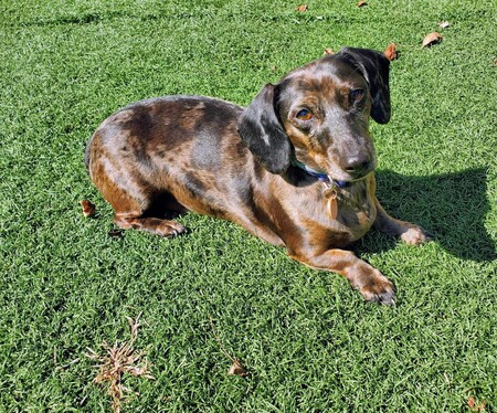 Entry image for Luna. Clicking this image will show a larger photo