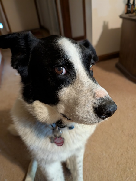 Entry image for Max. Clicking this image will show a larger photo