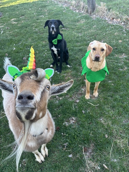 Entry image for Syd, Waylon, and Lucille. Clicking this image will show a larger photo