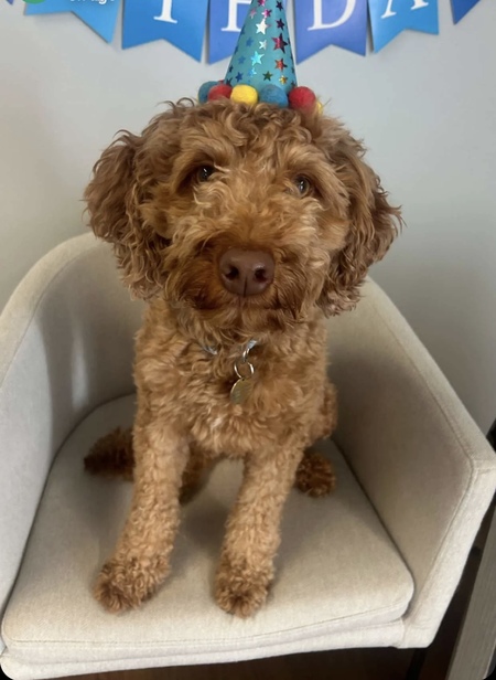 Entry image for Murphy . Clicking this image will show a larger photo