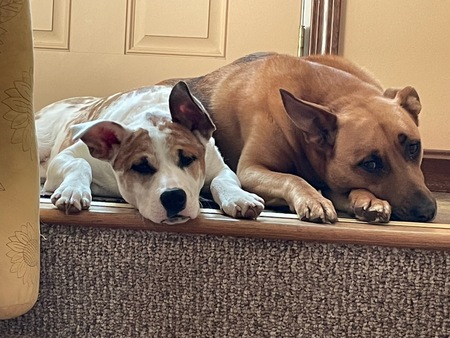 Entry image for Benny & Nova. Clicking this image will show a larger photo