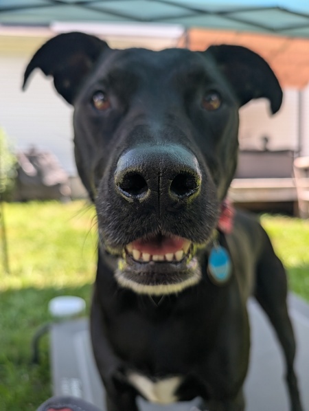 Entry image for Carter. Clicking this image will show a larger photo