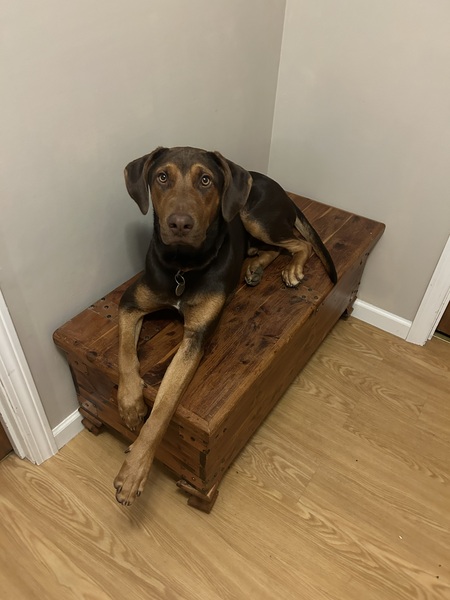 Entry image for Duke. Clicking this image will show a larger photo