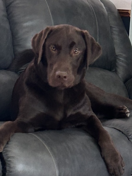 Entry image for Arlo Gus-rie. Clicking this image will show a larger photo