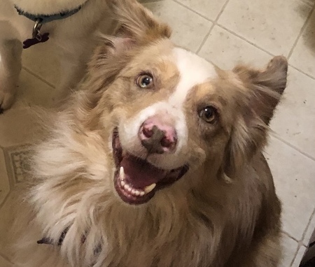Entry image for Loki. Clicking this image will show a larger photo