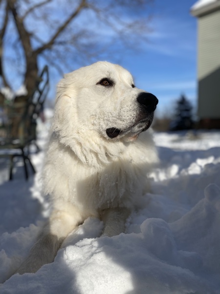 Entry image for Boomer. Clicking this image will show a larger photo