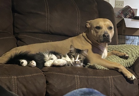 Entry image for Kira & Muffin. Clicking this image will show a larger photo