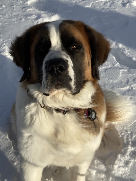 Entry image for George. Clicking this image will show a larger photo