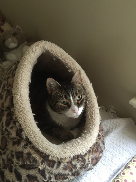 Cleo