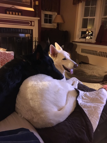 Dutchess & Falco