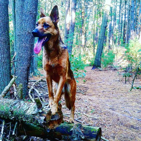 Ruger