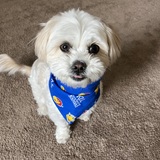 Entry image for Lola