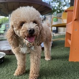 Entry image for Ariel