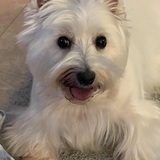 Entry image for Breyer