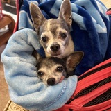 Entry image for Sammi Sue & Madge