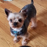 Entry image for Stitch