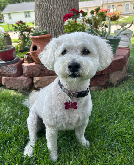 Harley
