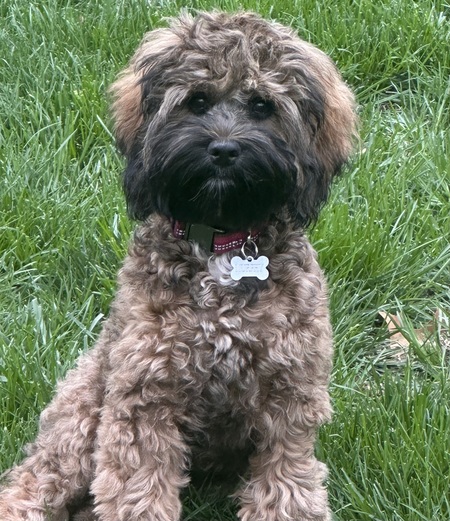 Entry image for Murphy . Clicking this image will show a larger photo