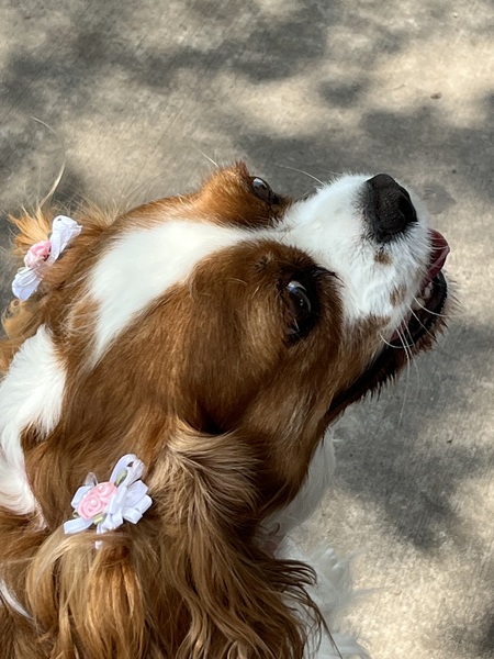 Entry image for Nellie. Clicking this image will show a larger photo
