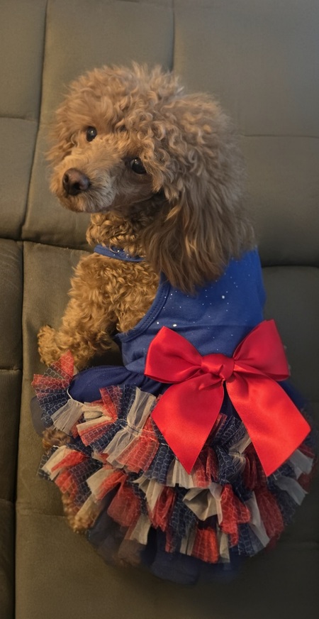 Entry image for Rizzo. Clicking this image will show a larger photo