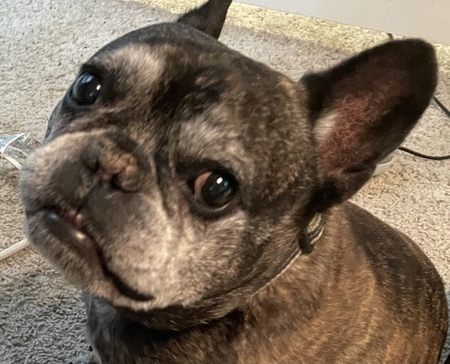 Entry image for Dexter. Clicking this image will show a larger photo