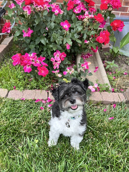 Entry image for Winston. Clicking this image will show a larger photo