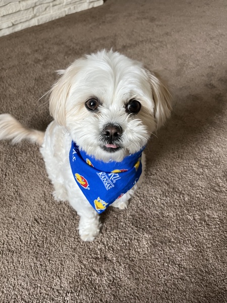 Entry image for Lola. Clicking this image will show a larger photo