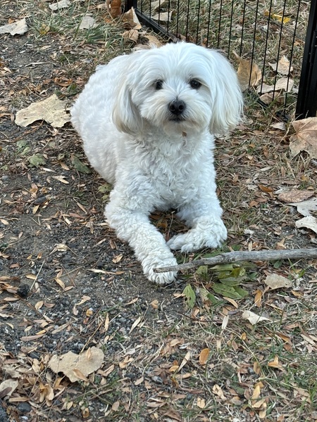 Entry image for Mia. Clicking this image will show a larger photo