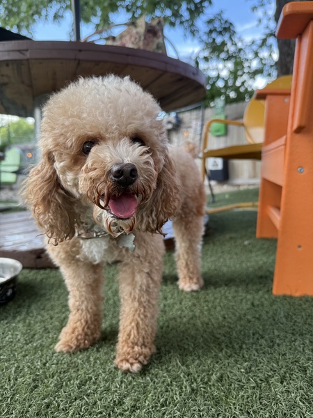 Entry image for Ariel. Clicking this image will show a larger photo