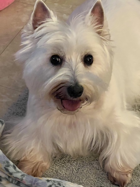 Entry image for Breyer. Clicking this image will show a larger photo