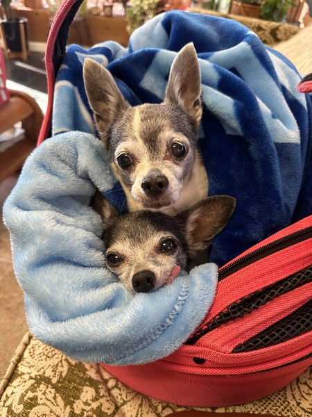 Entry image for Sammi Sue & Madge. Clicking this image will show a larger photo