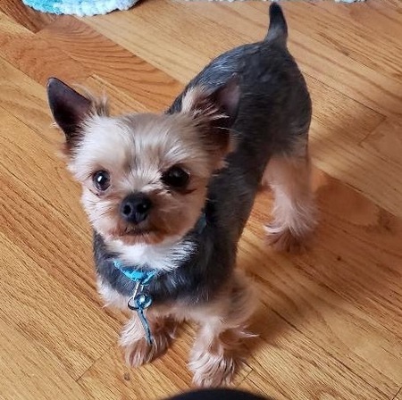 Entry image for Stitch. Clicking this image will show a larger photo