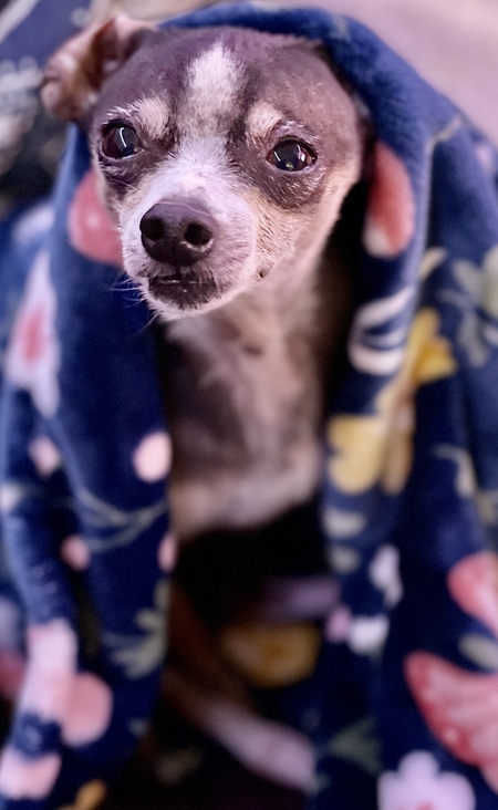 Entry image for Tobias. Clicking this image will show a larger photo